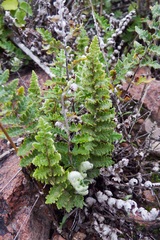 Cheilanthes buchtienii