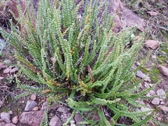 Cheilanthes micropteris