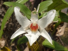 Dendrobium draconis