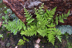 Myriopteris myriophylla
