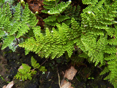 Myriopteris myriophylla
