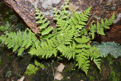 Myriopteris myriophylla