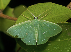 Prasinocyma iosticta