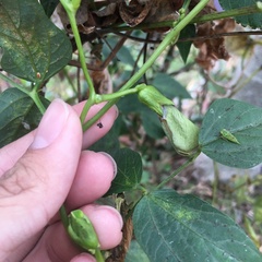 Psophocarpus tetragonolobus