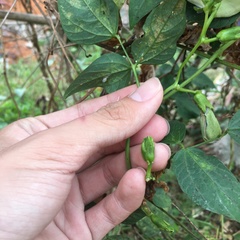 Psophocarpus tetragonolobus