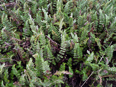 Cheilanthes buchtienii