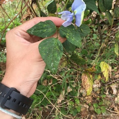 Psophocarpus tetragonolobus