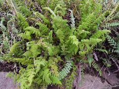 Myriopteris myriophylla