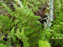 Myriopteris myriophylla
