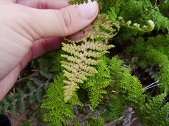 Myriopteris myriophylla