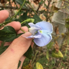 Psophocarpus tetragonolobus