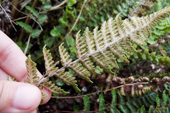 Cheilanthes buchtienii