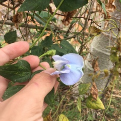 Psophocarpus tetragonolobus