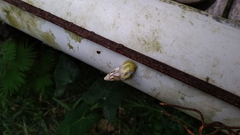 Amphidromus furcillatus