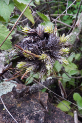 Tillandsia pedicellata