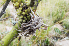 Tillandsia gilliesii