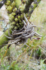 Tillandsia gilliesii