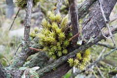 Tillandsia pedicellata