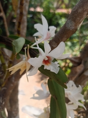 Dendrobium draconis