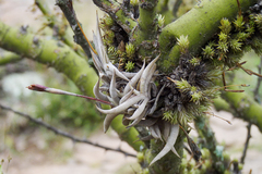 Tillandsia gilliesii