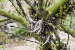 Tillandsia gilliesii