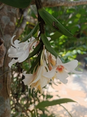 Dendrobium draconis