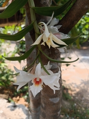 Dendrobium draconis