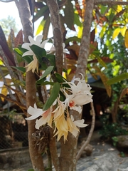 Dendrobium draconis