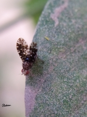 Homoneura trypetoptera