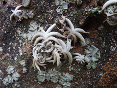 Tillandsia gilliesii