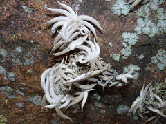 Tillandsia gilliesii