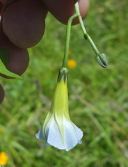 Ipomoea cardiophylla