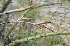 Tillandsia gilliesii