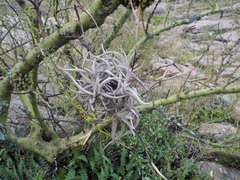 Tillandsia gilliesii