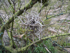 Tillandsia gilliesii