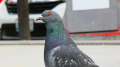 Columba livia