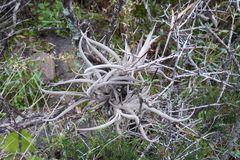 Tillandsia gilliesii