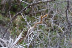 Tillandsia gilliesii