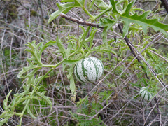 Cucurbitella asperata