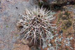 Parodia mammulosa