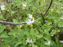 Solanum tweedianum