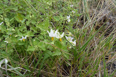 Solanum tweedianum