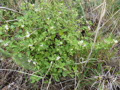 Solanum tweedianum