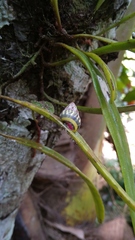 Amphidromus furcillatus