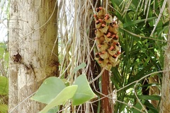 Rhynchosia phaseoloides