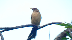 Turdus grayi