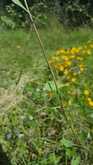 Ipomoea cardiophylla
