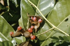 Rhynchosia phaseoloides