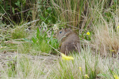 Galea musteloides