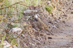 Pseudoseisura gutturalis